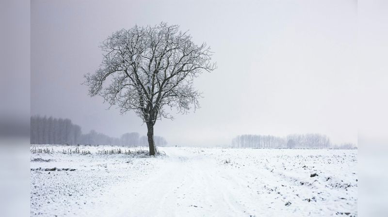Ensomt tre i vinterlandskap, en lett snødekt åker med skog i det fjerne