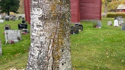 Bjørk på Tønjum gravplass, med sprekk i stammen.