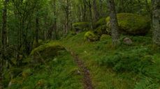 Grønn skog, foto av Lars Verket