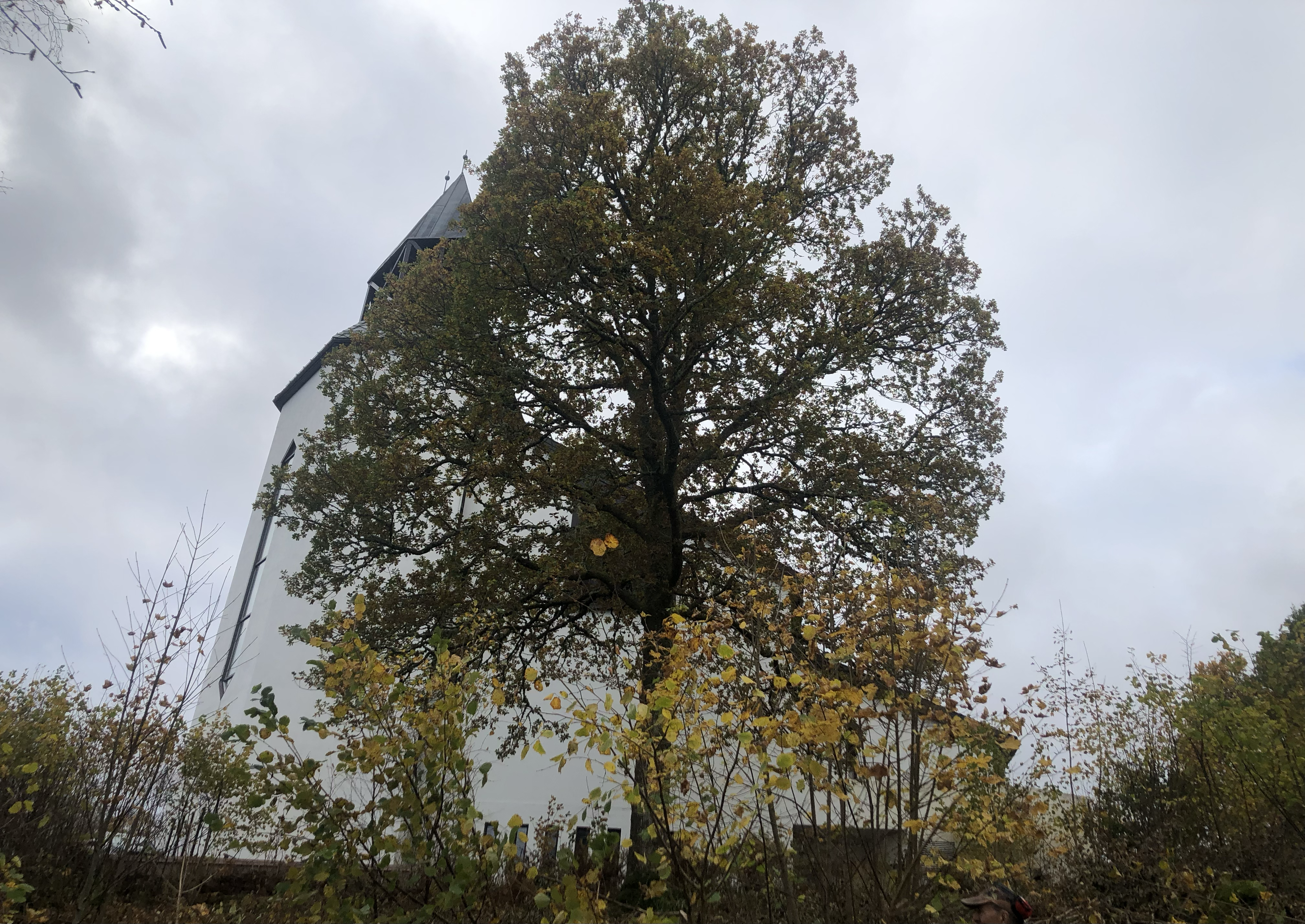 Et stort tre med himmel, bak treet kan en se Sund kyrkje