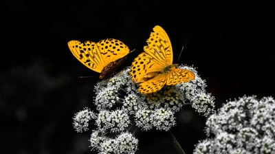 Velkomen til sorggruppe her på Sula. Oppstart veke 6. Meld deg på her.